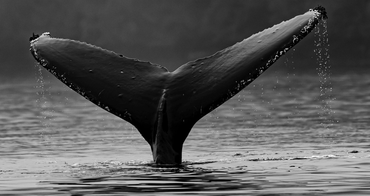 Whale, photo: Unsplash
